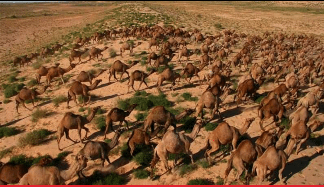 أستراليا: إعدام أكثر من 10 آلاف جمل للحدّ من استهلاك المياه