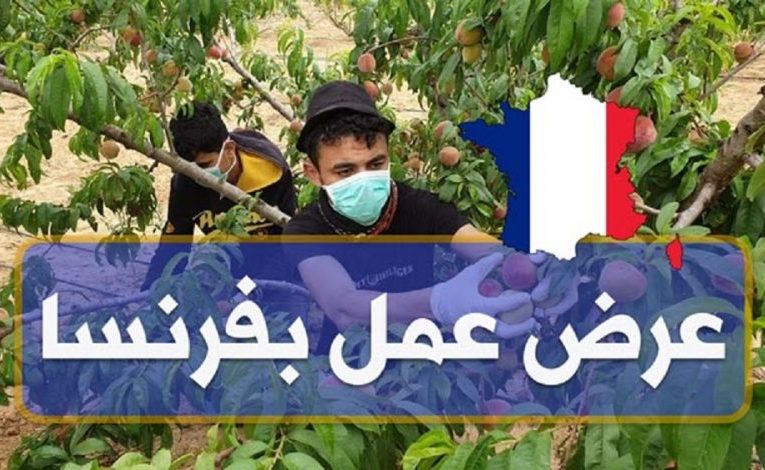 كيفية التسجيل في عرض فرنسا لإنتداب عمال في القطاع الفلاحي